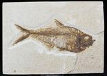 Diplomystus Fossil Fish - Wyoming #22358-1